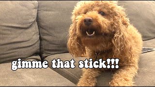 Miniature poodle barking GIMME THAT STICK funny [upl. by Drew]