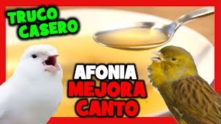 REMEDIOS CASEROS CANARIO NO CANTA 🐤 MEJORAR CANTO DEL CANARIO 🐥 CANARIO AFONICO QUE NO CANTA [upl. by Sabella]