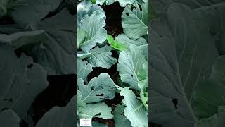 Diamond Back Moth Insects in Cabbage Field  DBM Insects Kabi re DBM Poko  Insert in Cabbage [upl. by Sully]