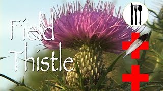 Field Thistle Edible amp Medicinal [upl. by Anaira]