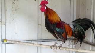 Red Jungle Fowl Best Crow [upl. by Rik]