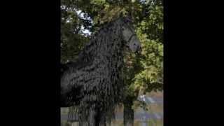 The Legendary FRIESIAN STALLION Frederik the Great [upl. by Nawyt]