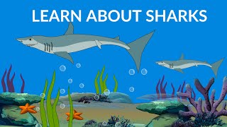 Learn about Sharks  Types and Habitat  Sharks video [upl. by Ellennej]