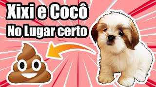 Como Ensinar Shih Tzu Filhote a Fazer Suas Necessidades [upl. by Roanne279]