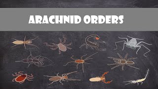 Defining Characteristics of the Arachnid Orders [upl. by Anerul]