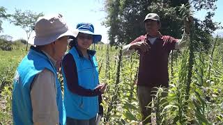 Producción de Ajonjolí en el Departamento de Chinandega CulturAgroTV INTA [upl. by Drannek296]