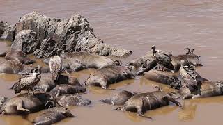 Vultures Eating Dead Animals  Great Mother Nature [upl. by Ycnaf313]