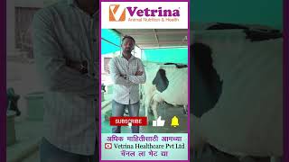 Vetrimix Closeup वापरामुळे 22 लि ते 27 लि दूधवाढ shorts vetrinahealthcare shortsyoutube [upl. by Eresed]