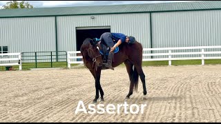 ASSERTOR Flat WTC and Trail Adoptable Thoroughbred Gelding New Vocations [upl. by Durstin645]