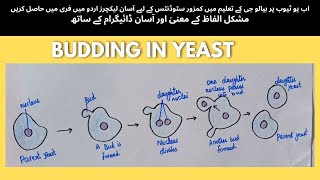 How to draw budding in yeast [upl. by Etac]