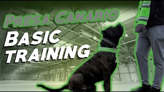 Presa Canario Basic Training [upl. by Basir]