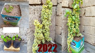 Tips for growing high yielding grapes from seedGrowing grapes from seeds with 2 stepspotted grapes [upl. by Olodort]