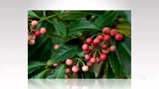 Ardisia  garden plants [upl. by Luaped]