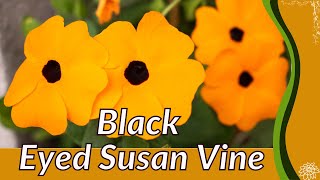 BLACK EYED SUSAN VINE Growing and Care Tips Thunbergia alata [upl. by Enitsrik]