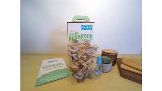 Back to the Roots Organic Mushroom Grow Kit Timelapse [upl. by Baggs985]