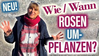 Öfterblühenden Rambler umziehen  ROSEN umpflanzen Anleitung in 6 Schritten [upl. by Nettirb720]