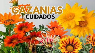 gazanias cuidados CHUYITO JARDINERO [upl. by Egidio582]