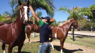 Haras Corumbau  Apresentação Mangalarga [upl. by Imyaj]