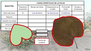 ¿CÓMO SE ELABORAN LAS CLAVES DICOTÓMICAS [upl. by Joub452]