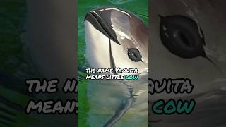 Vaquita  The Rarest Marine Mammal on Earth  10 Fascinating Facts You Need to Know mustwatch feed [upl. by Deirdre]