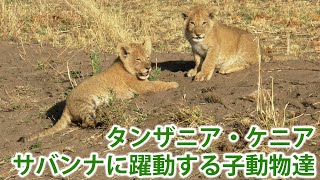 タンザニア・ケニアのサバンナに躍動する子動物達The emerging wildlife in Tanzania Kenya [upl. by Kehoe37]