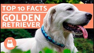 What to Know About Golden Retrievers  Top 10 Facts [upl. by Josie]