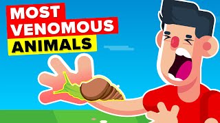 Most Venomous Animals In The World You Should Watch Out For [upl. by Dugas]