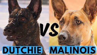 Belgian Malinois vs Dutch Shepherd Difference [upl. by Ettelrats]