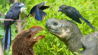 Smoothbilled Ani Crotophaga ani is a bird species belonging to the cuckoo family [upl. by Clayton]