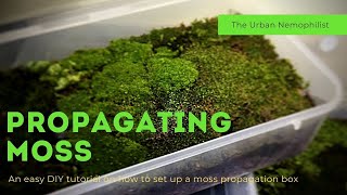 How to setup a moss propagation box  How to grow moss [upl. by Felder]