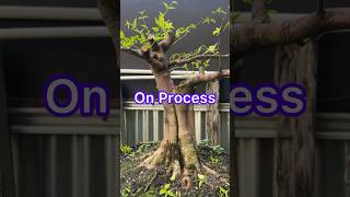 Bonsai Tree Branch Formation Process [upl. by Nims1]