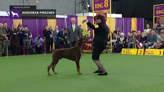 Doberman Pinschers  Breed Judging 2019 [upl. by Yrellih292]