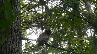 Barred Owl screeching [upl. by Kloman]