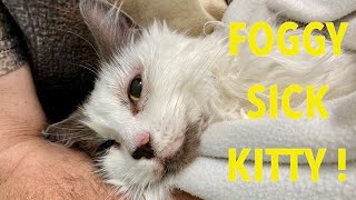 Sick Kitty   Pyothorax afflicts Foggy [upl. by Kendrick]