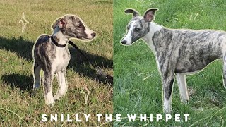 Meet Snilly Whippet Puppy to 1 Year Old [upl. by Edbert327]