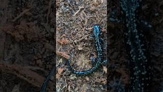 Kiamichi Slimy Salamander  2024 Year List [upl. by Juana]