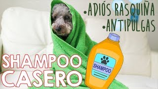 Shampoo 2 en 1 para perros casero y fácil 🐶 [upl. by Gaston]