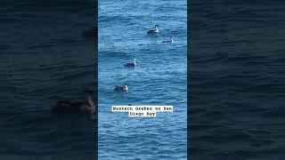 Western Grebes on San Diego Bay [upl. by Idelle]