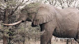 Impressive Big elephant breaks Marula tree to the ground to eat from its roots [upl. by Alded600]