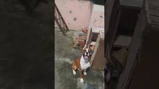 Boxer dog boxerdog doglover dog shorts explore pets [upl. by Ahsyen]