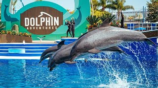 SeaWorld Dolphin Interaction [upl. by Clarette]