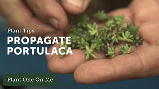 How to Propagate Portulaca — Ep 106 [upl. by Eintihw]