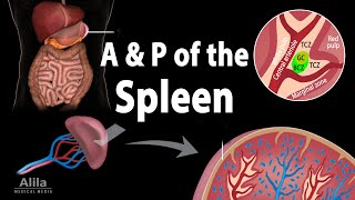 Anatomy amp Physiology of the Spleen Animation [upl. by Grier293]