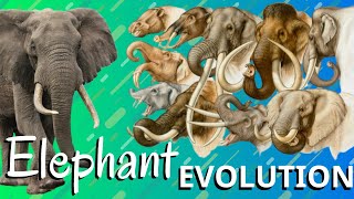 Elephant Evolution  How did Elephants Evolve  2020 [upl. by Nylyaj]