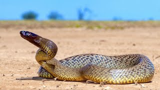 Hunting The Worlds Most VENOMOUS Snake Inland Taipan [upl. by Gurevich]