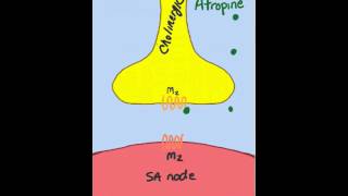 How can low dose atropine decrease heart rate [upl. by Eelirrem839]