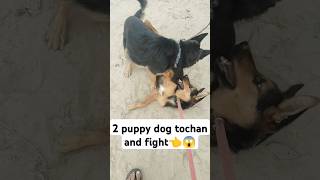 2 puppy🐶 dog fire viralshort trending dog fite puppy tochan 😱 [upl. by Schlesinger]