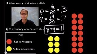 HardyWeinberg Equation [upl. by Malik]