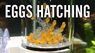 Bristlenose Pleco Eggs Hatching [upl. by Nosnehpets715]