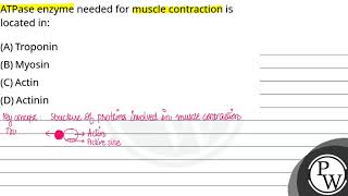 ATPase enzyme needed for muscle contraction is located in [upl. by Silrak]